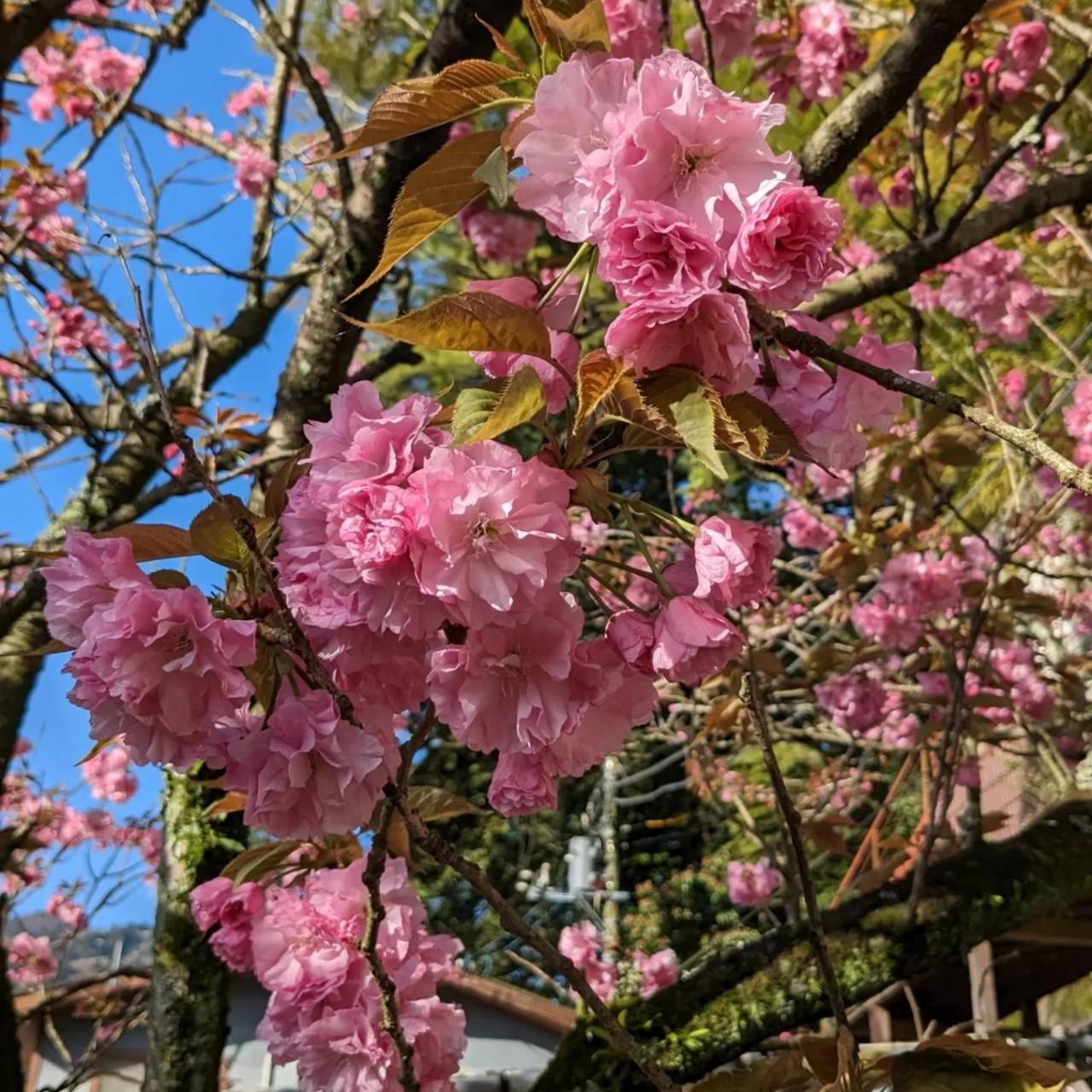 Kappa Tengoku Hakone Exterior photo